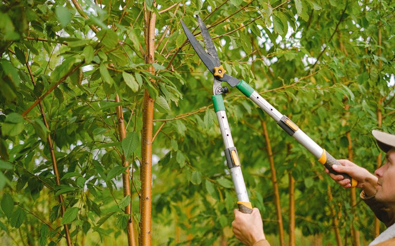 Tree trimming in Fairbury, NE